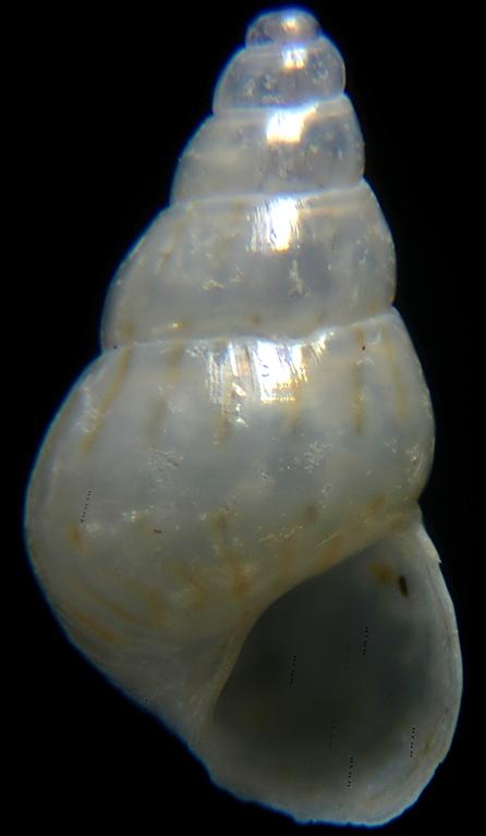 Pusillina ? = Pusillina munda